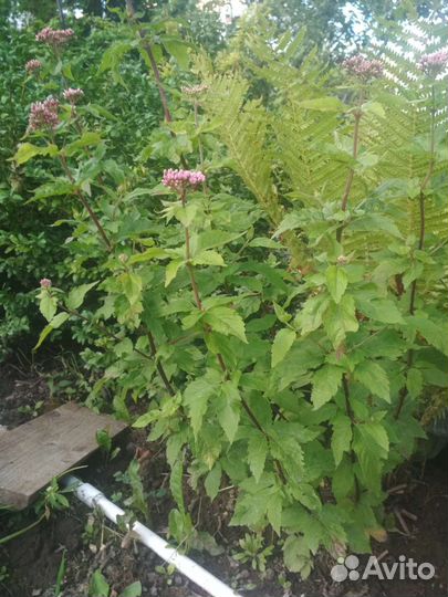 Посконник (растение)