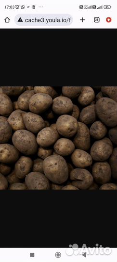 Продам картофель на корм скоту