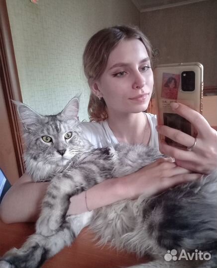 Котик Мейн-кун вязка