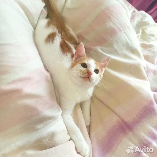 Коржик в дар