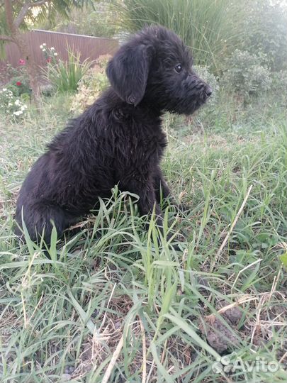 Щенки ризеншнауцера