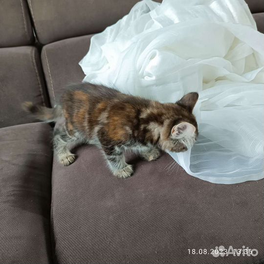 Кошка 2 месяца