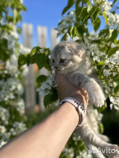 Шотландские вислоухие котята