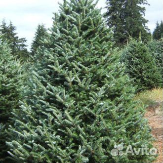 Новогодняя елка оптом и в розницу
