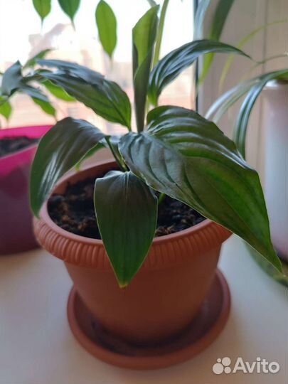 Комнатные цветы