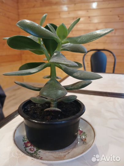 Денежное дерево бесплатно