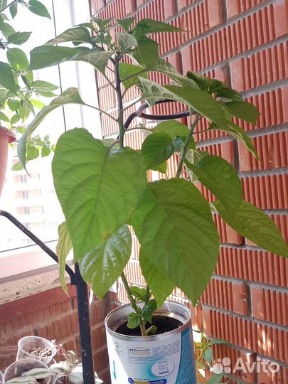 Перец хабанеро