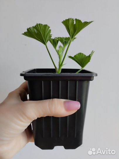 Пеларгония королевская 