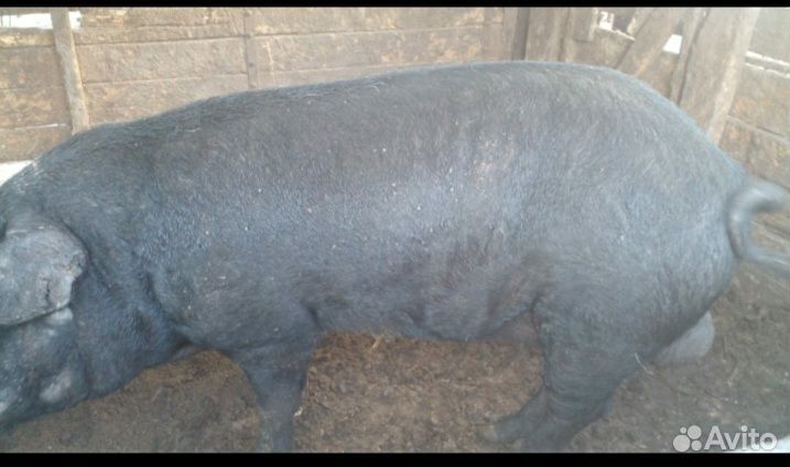 Живые свиньи на мясо