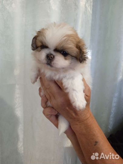 Щенки пекинеса