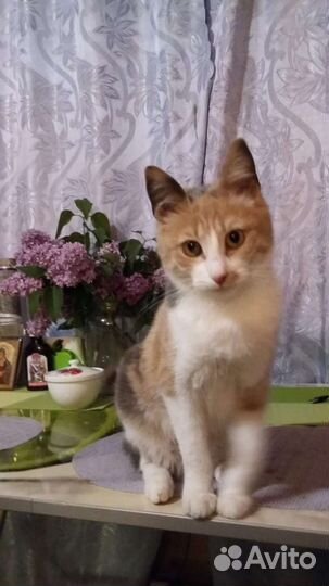 Похищена Кошка