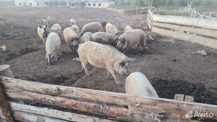 Поросята венгерской мангалицы