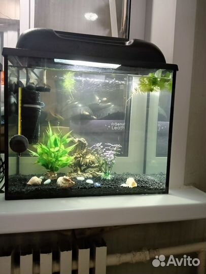 Аквариум