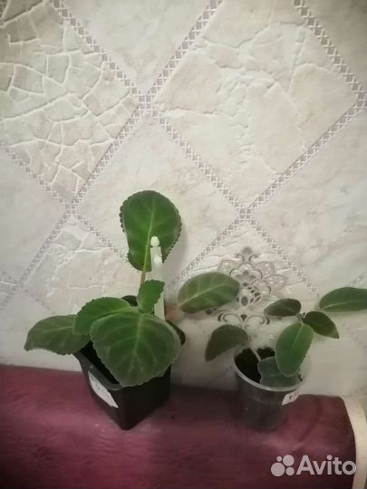 Глоксиния и фиалка