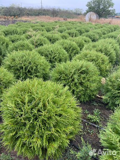 Туя Смарагд