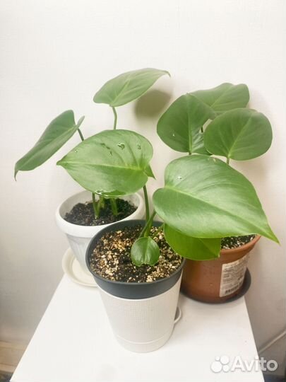 Монстера деликатесная