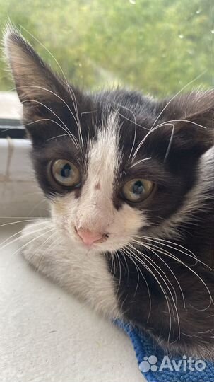 Маленькая дворняжка