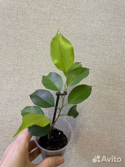 Фикус Бенджамина Реджинальд