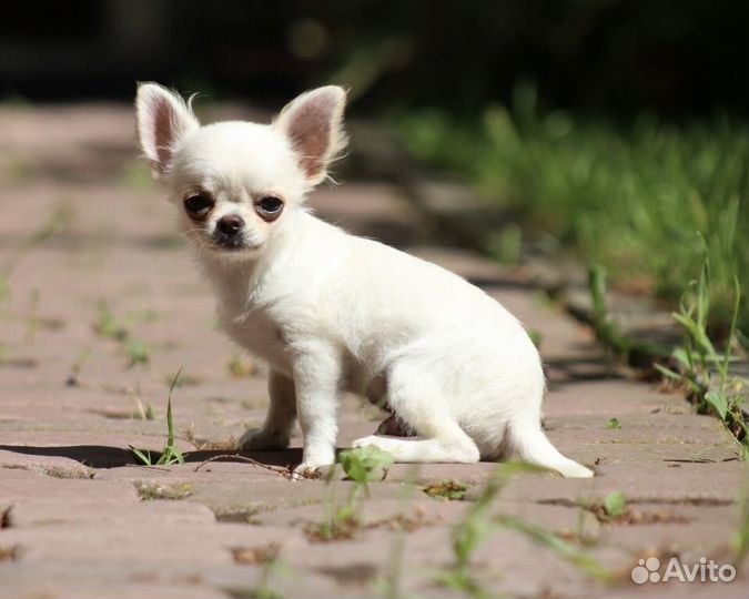 Чихуахуа мини мальчик