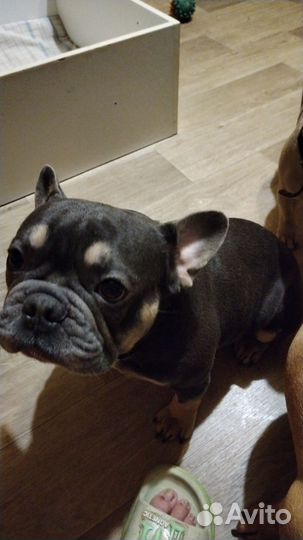 Французский бульдог щенки