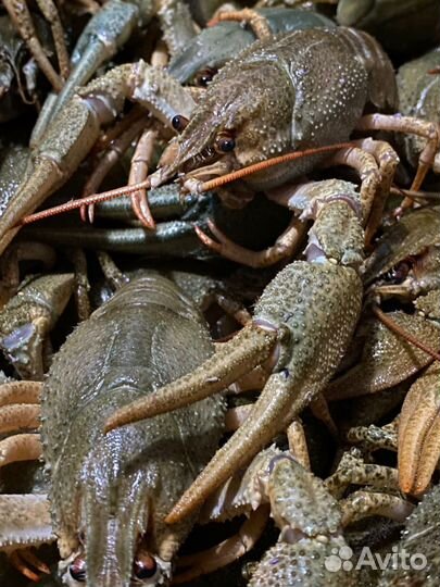 Раки Живые и Вареные Доставка