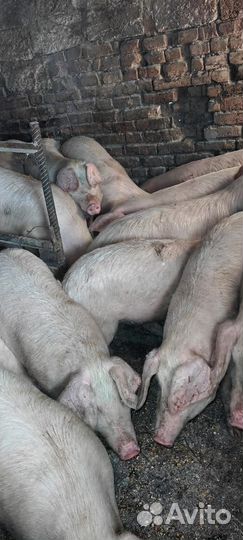 Продам поросят