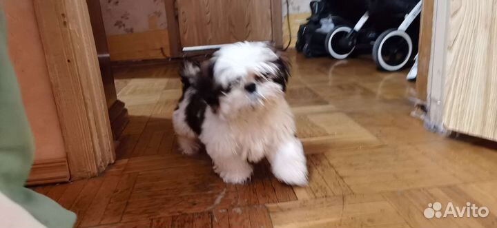 Веселые щенки