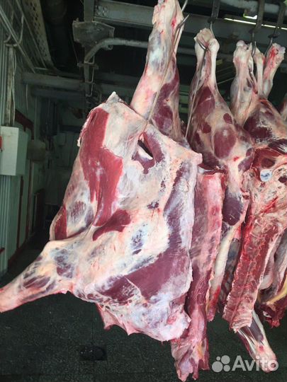 Мясо говядина