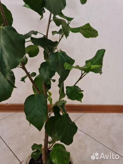 Сортовой гибискус