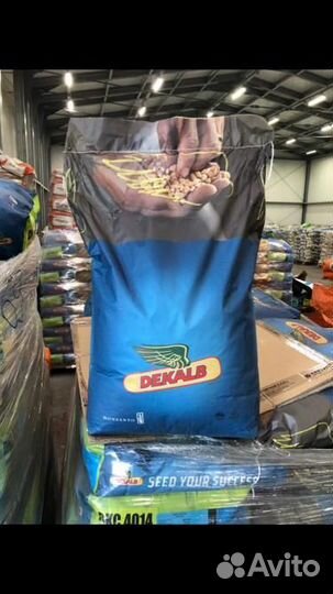 Семена кукурузы