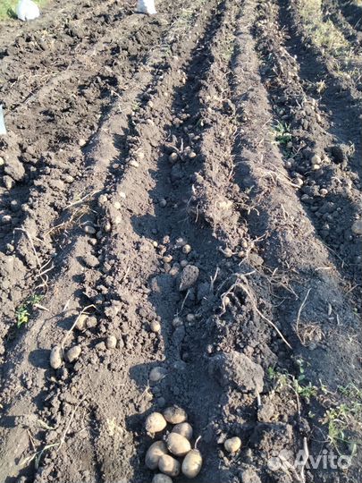 Крупная картошка на еду