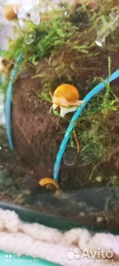 Улитки аквариумные ампулярии