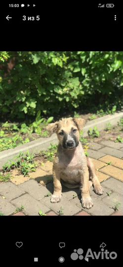 Щенки и стерилизованные собачки на цепь