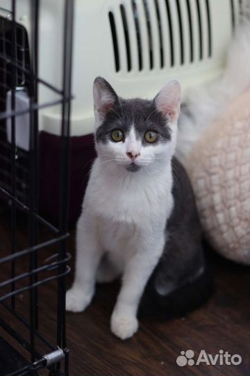 Котенок мальчик