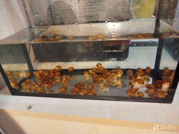 Улитки аквариумные ампулярии