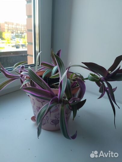 Традесканция рео