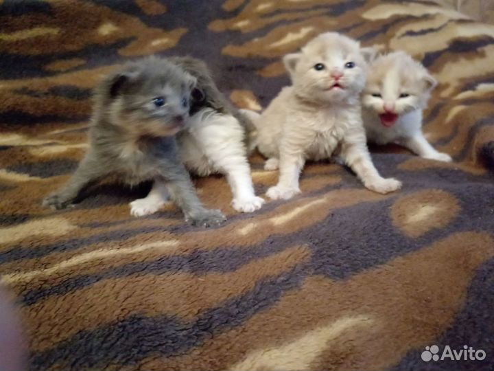 Милые котята
