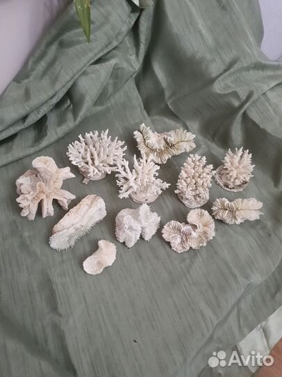 Морские кораллы