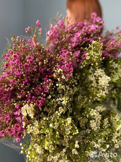 Шамелациум оптом