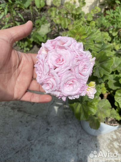 Пеларгония герань