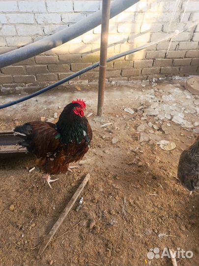 Петух орпингтон