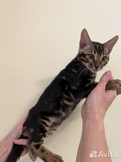Мраморные котята бенгала