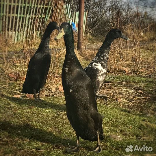 Индийский бегунок