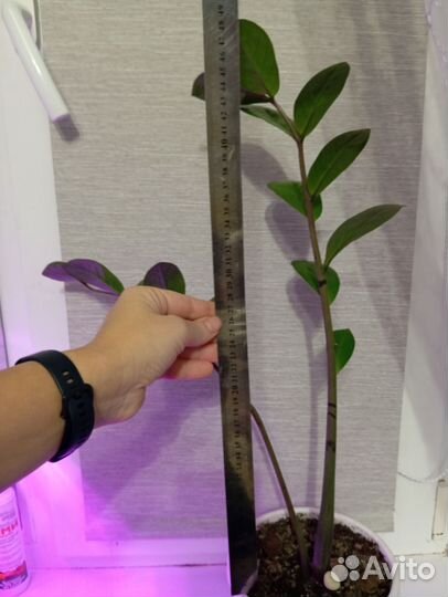 Комнатный цветок замиокулькас