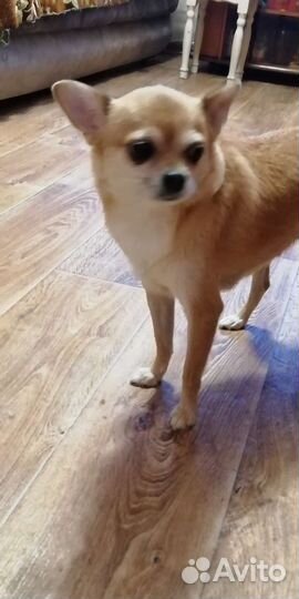 Той-терьер щенок