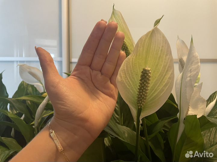 Спатифиллум обильноцветущий