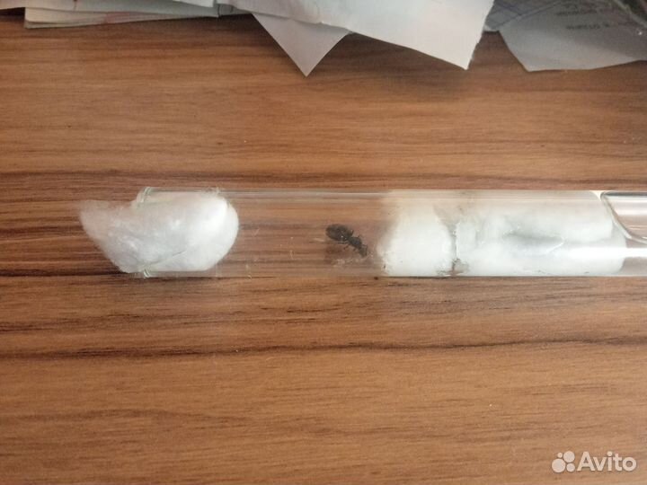 Самки lasius Niger с расплодом