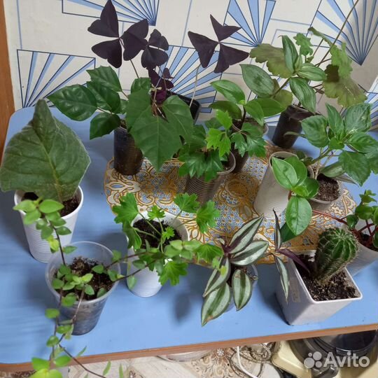 Комнатные растения