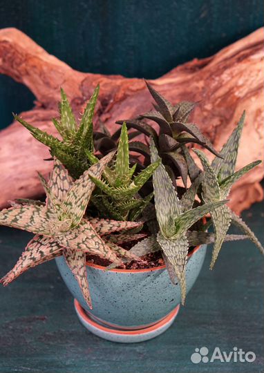 Композиция из суккулентов