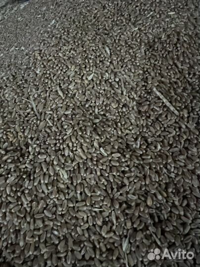 Пшеница 4 класс